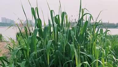 自然风光植物芦苇4K高清实拍视频素材视频的预览图